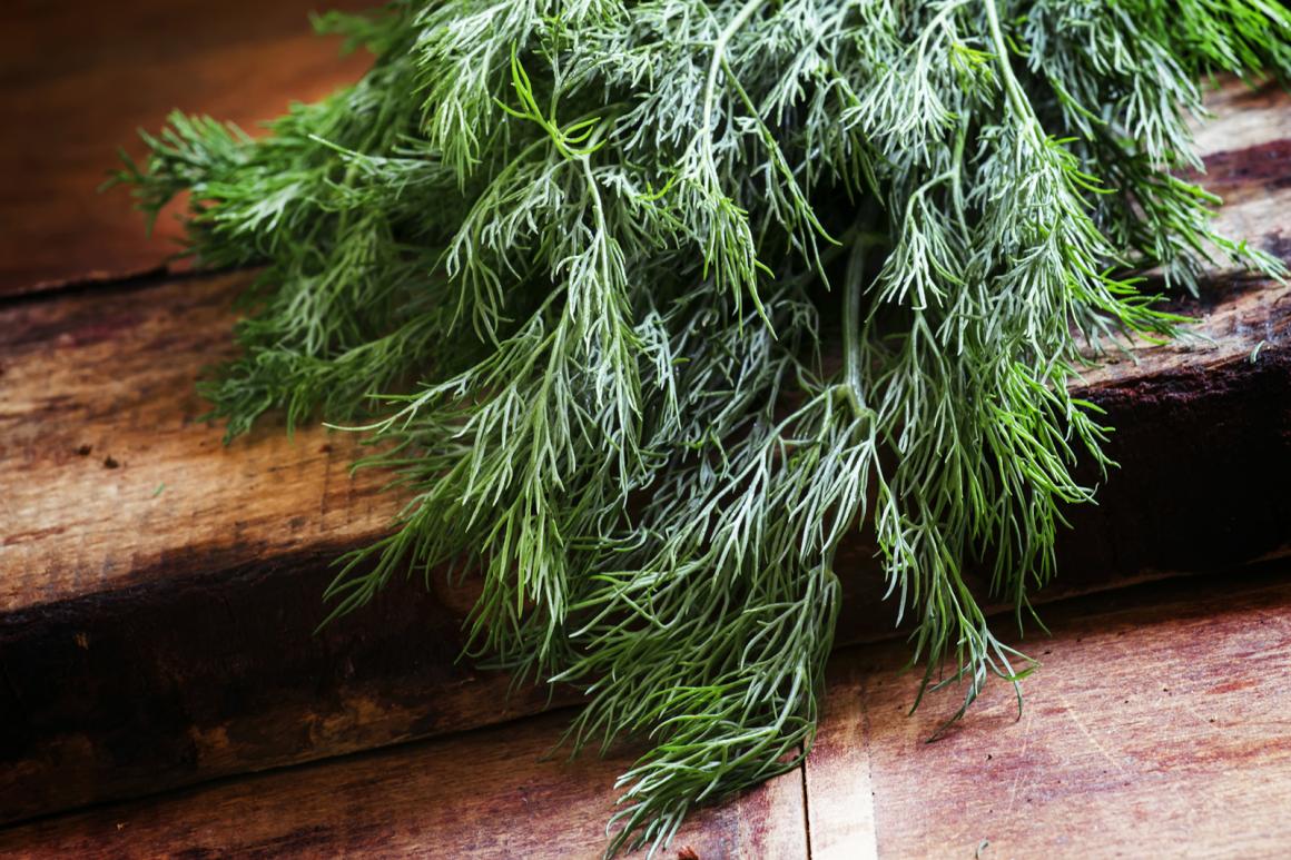 Dill