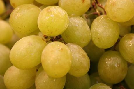 Chasselas