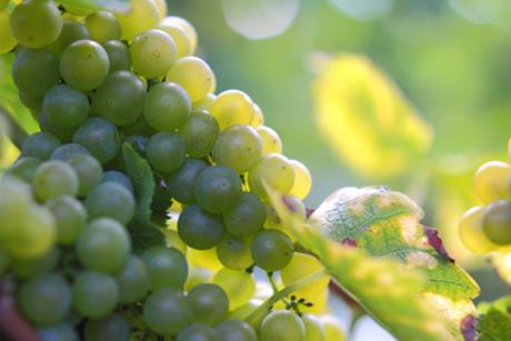 Müller-Thurgau