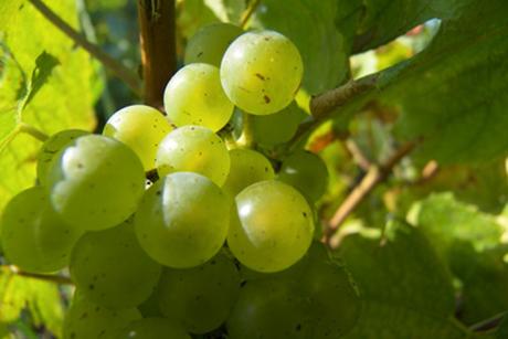Chardonnay