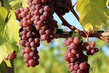 Pinot Gris