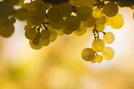 Petite Arvine