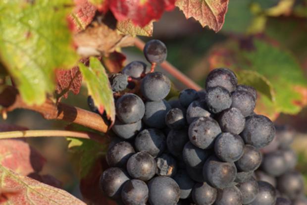 Gamay