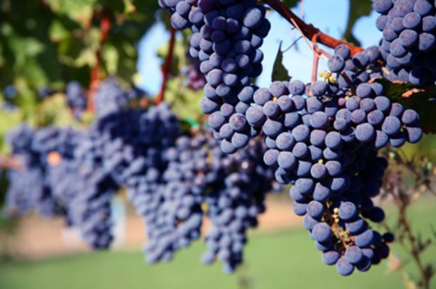 Merlot