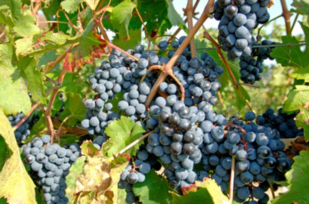 Pinot Noir