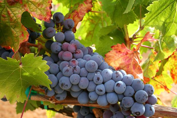 Syrah