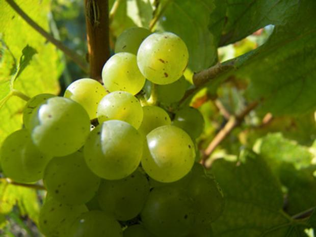Chardonnay