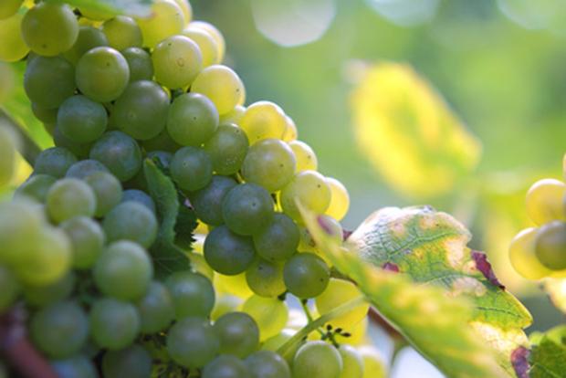 Müller-Thurgau