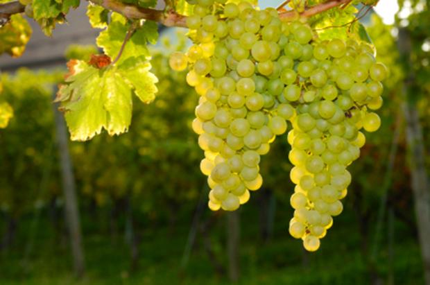 Sauvignon Blanc