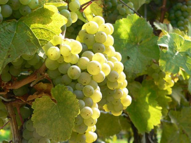 Silvaner