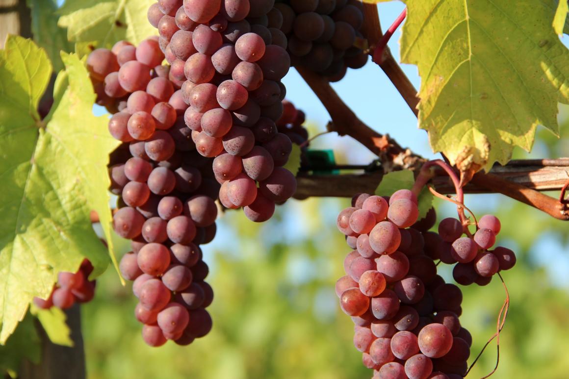 Pinot Gris