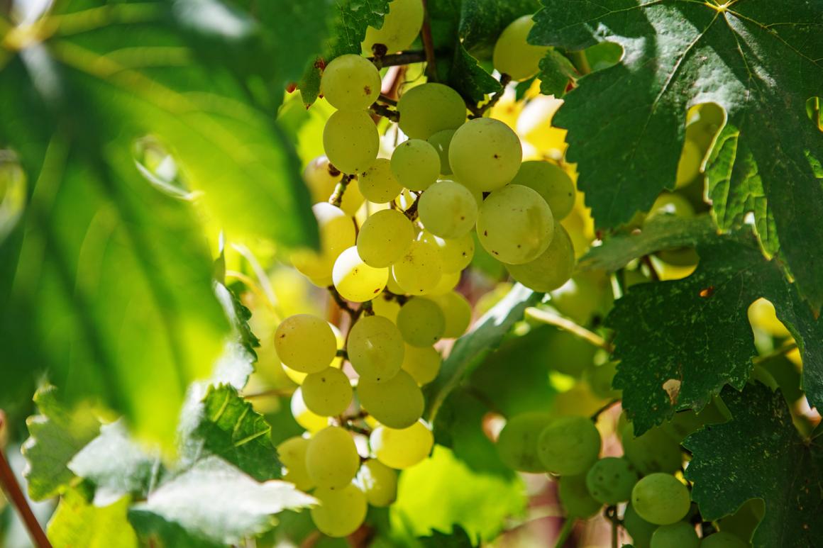 Pinot Blanc
