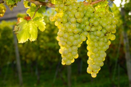 Sauvignon Blanc