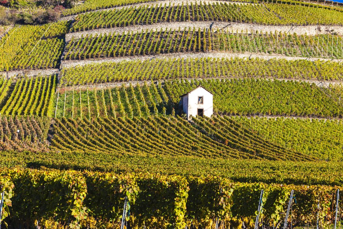 Weinregion Wallis