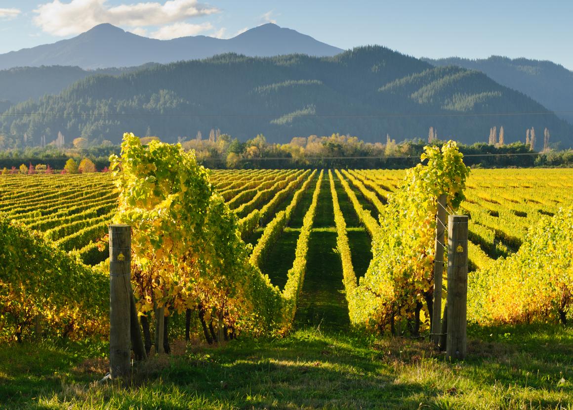 Weinland Neuseeland - neuseeländischer Wein