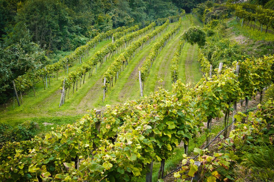 Weinland Österreich - österreichischer Wein