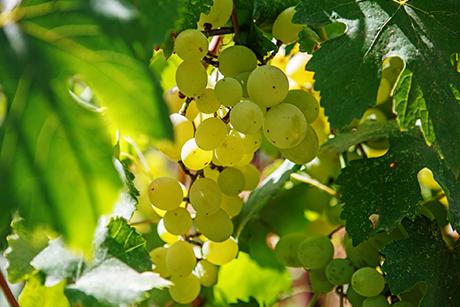 Pinot Blanc