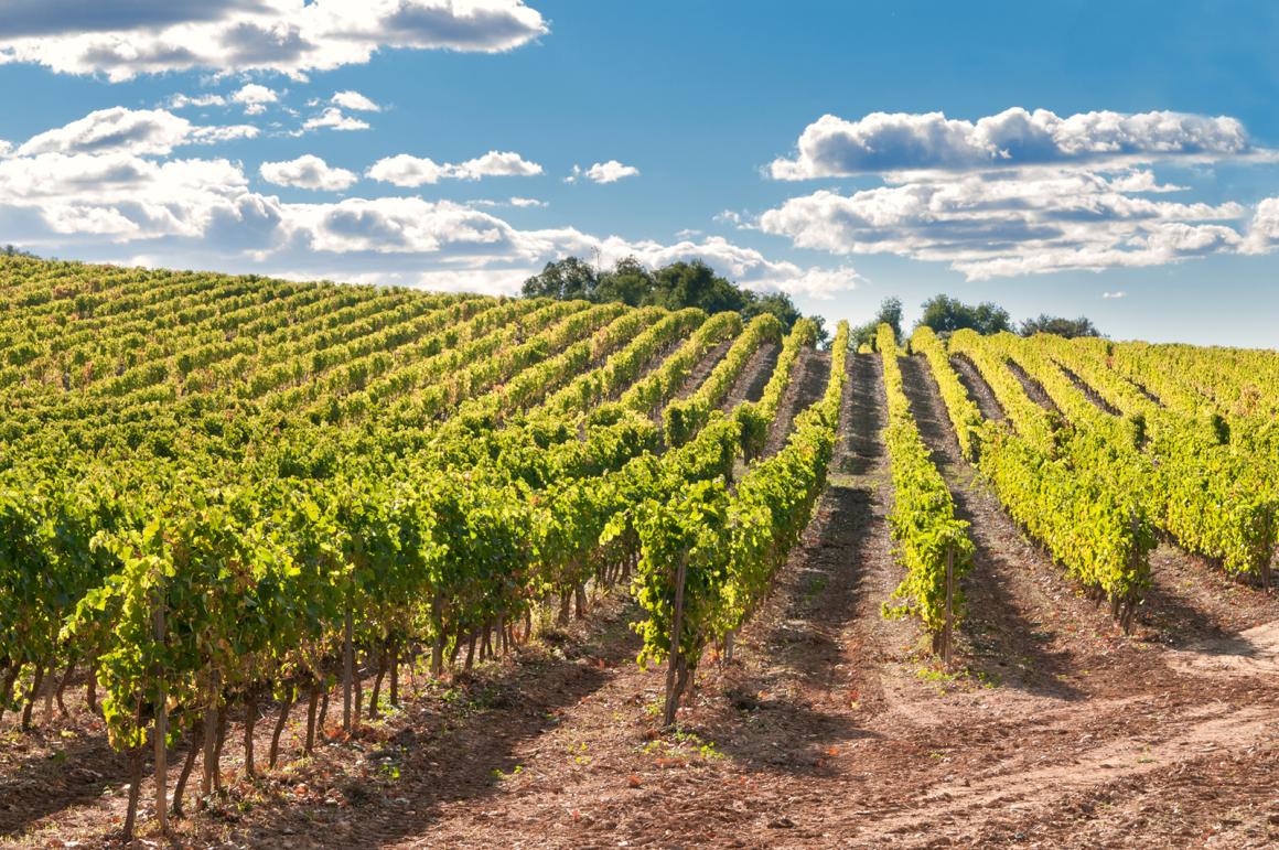 Weinland Spanien - spanischer Wein