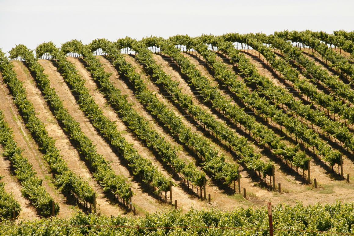 Weinland USA - Weinland Kalifornien