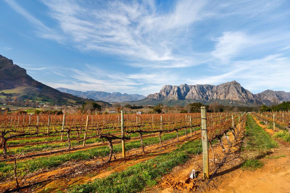 Weinland Südafrika - südafrikanischer Wein