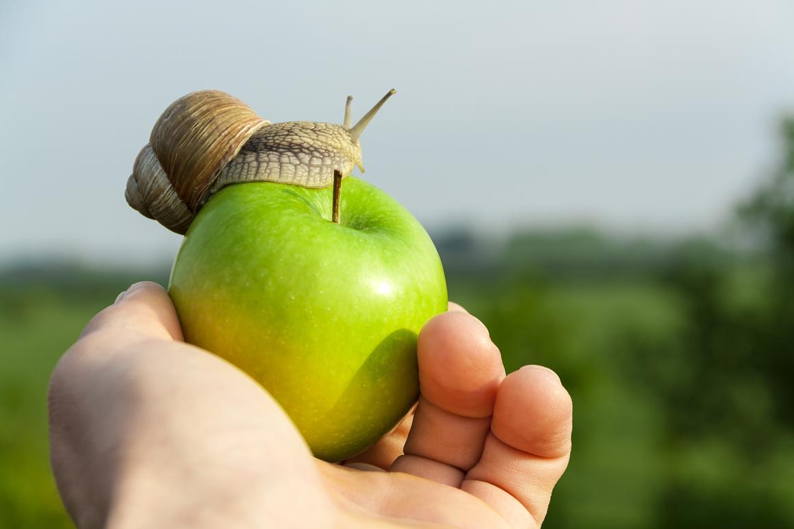 Slow Food