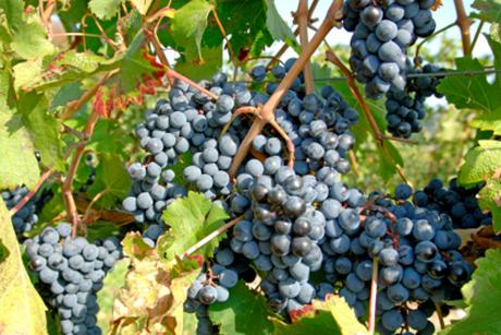 Pinot Noir