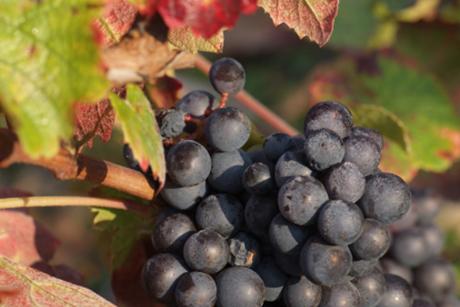 Gamay