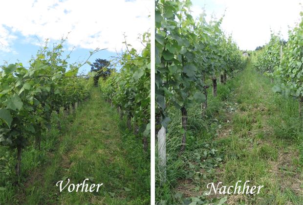 6. Laubarbeiten: Einflechten und Ausgeizen