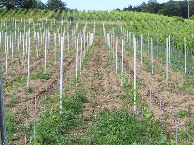 6. Laubarbeiten: Einflechten und Ausgeizen