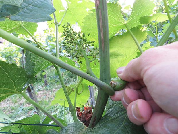 6. Laubarbeiten: Einflechten und Ausgeizen