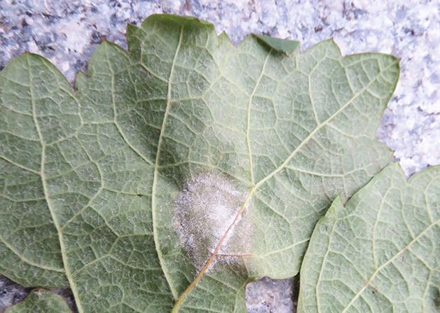 6. Laubarbeiten: Einflechten und Ausgeizen