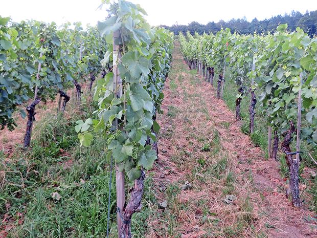 7. Kappen, geizen und ausmisten