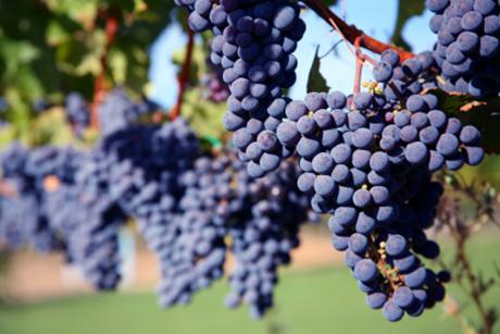 Merlot