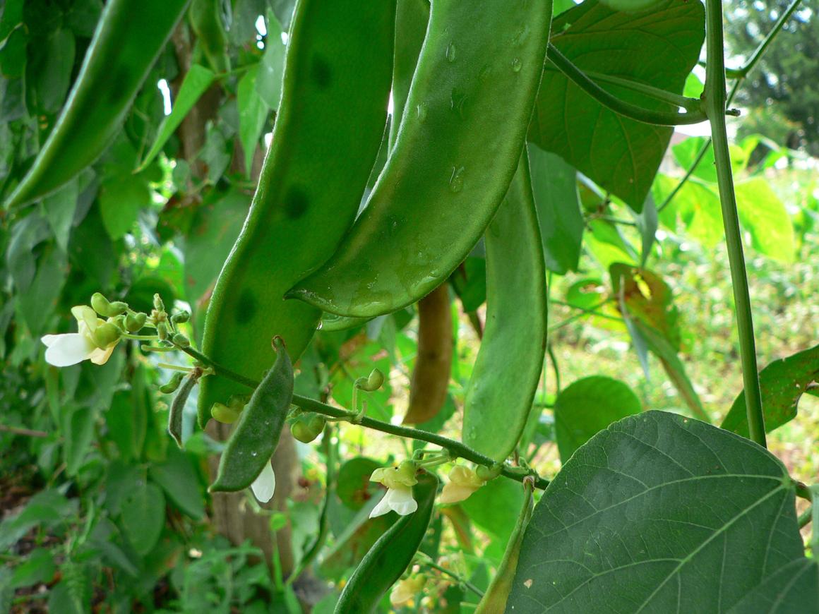 Mein Gemüsegarten Bohnen