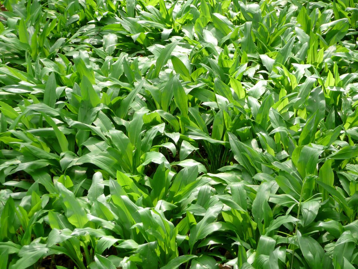 Bärlauch im Kräutergarten