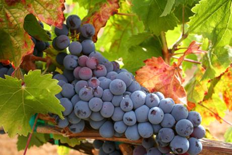 Syrah