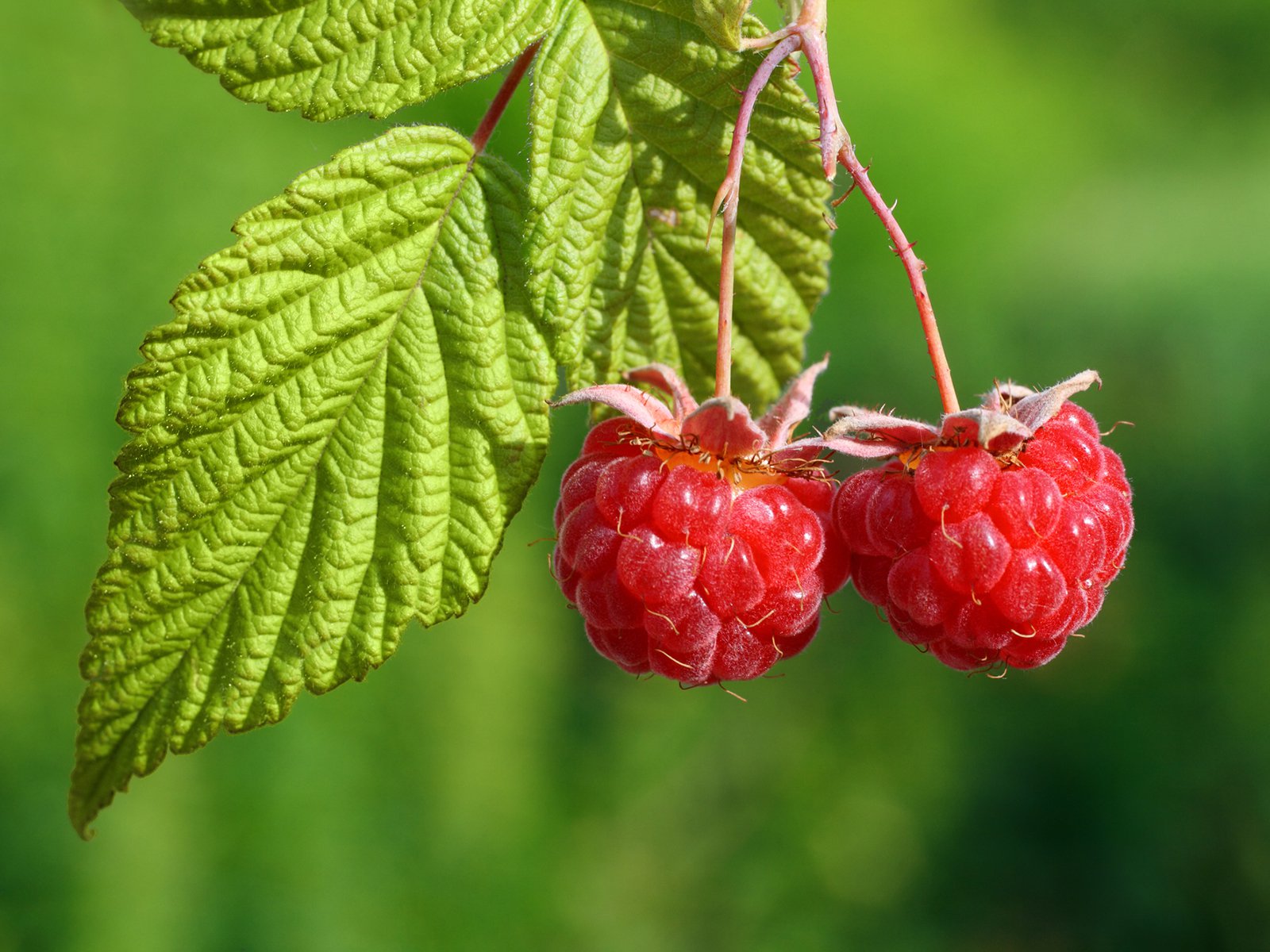 Himbeeren