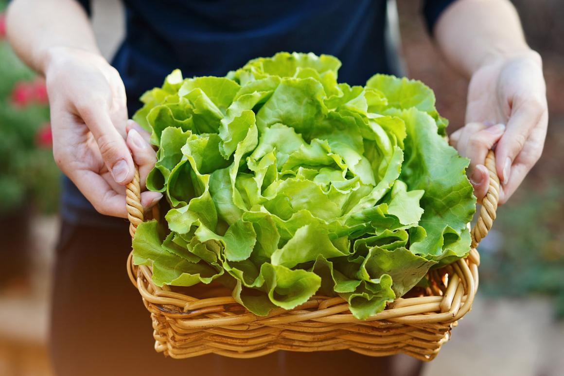 Kopfsalat