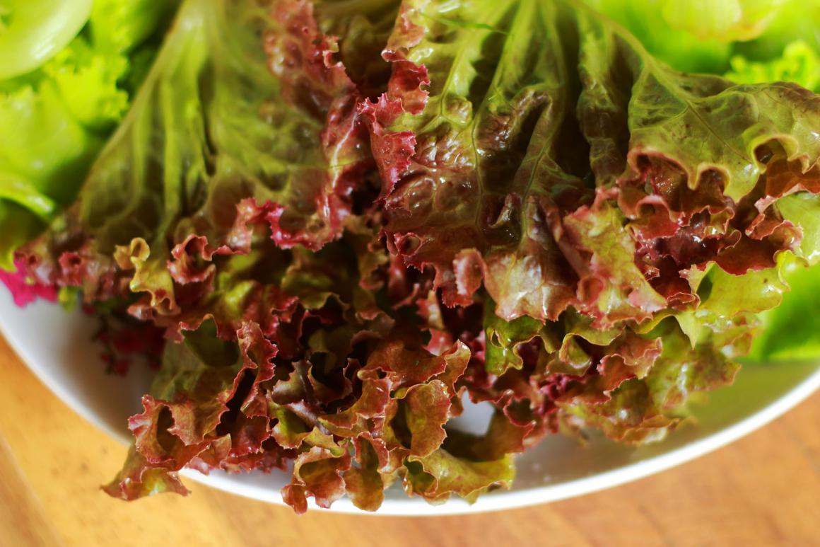 Eichblattsalat