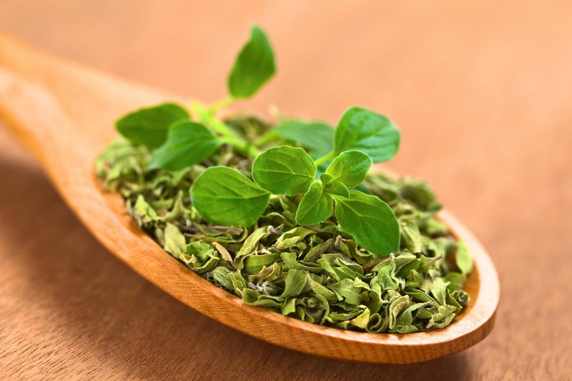 Oregano