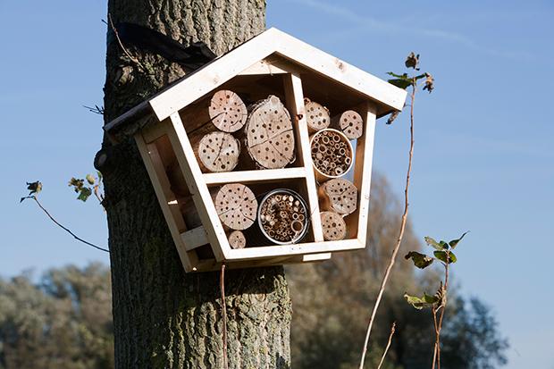 Insekten – wichtige Nützlinge in unserem Garten