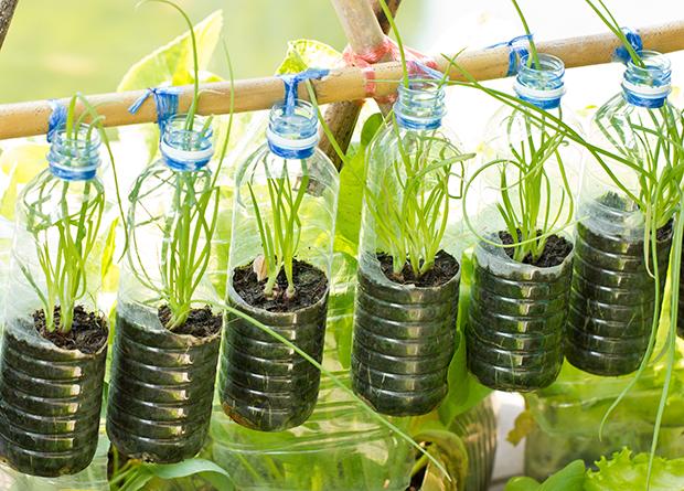 Urban Gardening