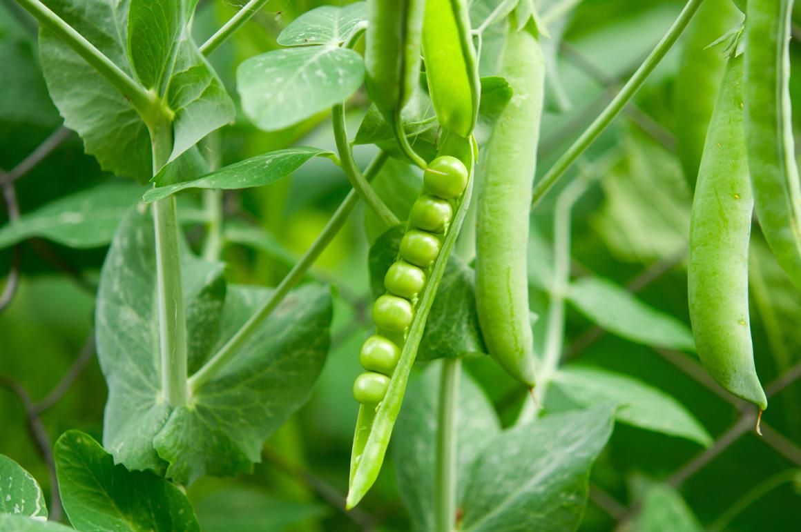 Mein Gemüsegarten: Erbsen