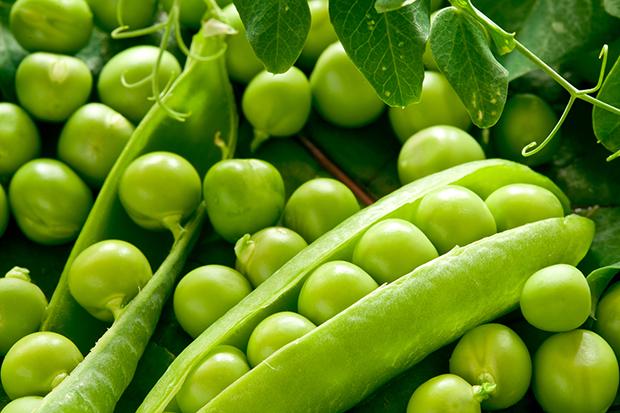Mein Gemüsegarten: Erbsen