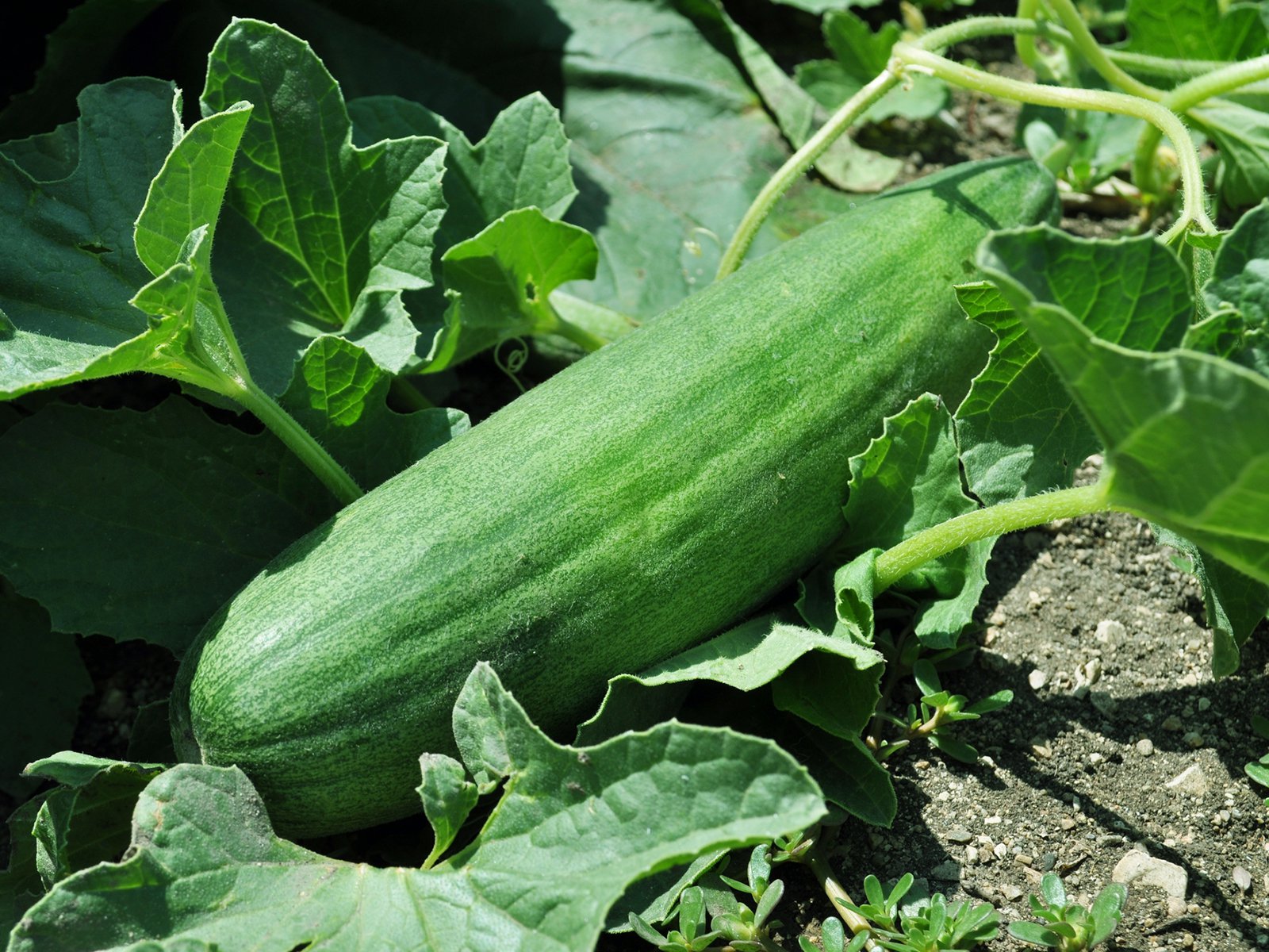Mein Gemsegarten: Gurken