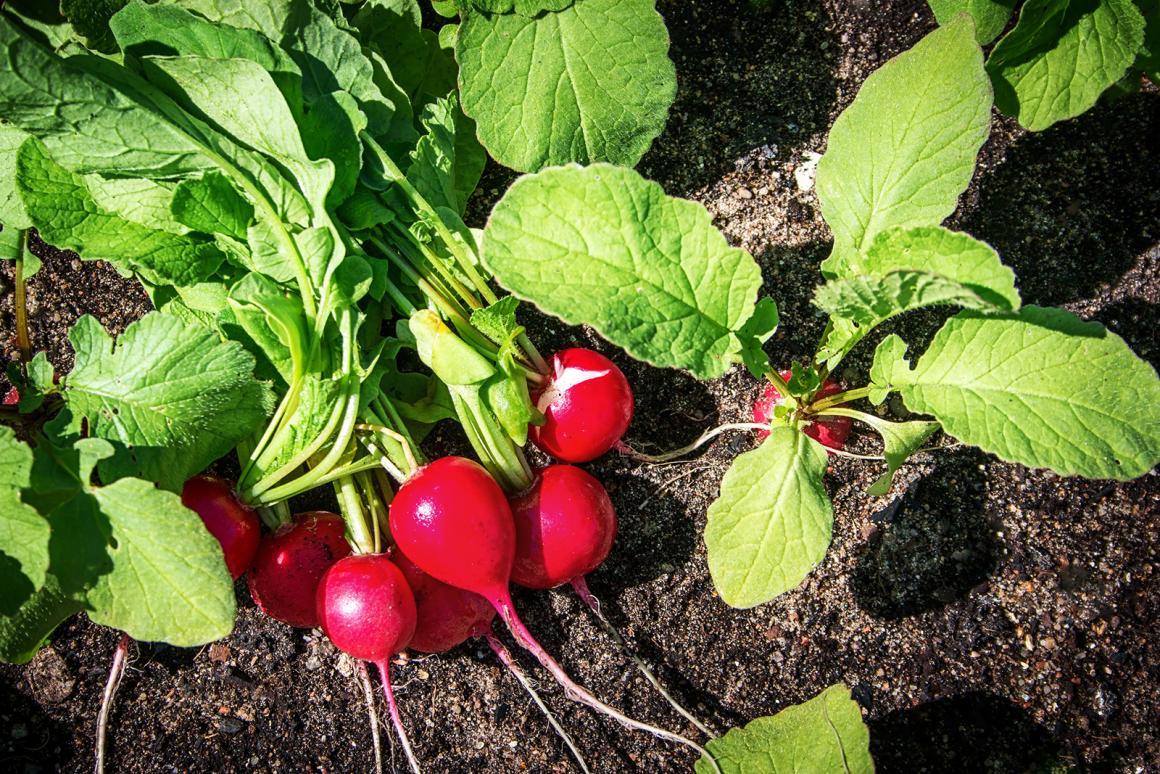 Mein Gemüsegarten: Radieschen