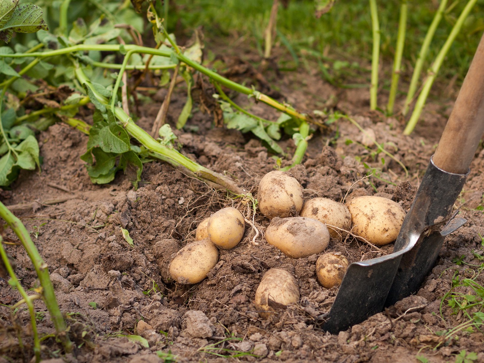 Mein Gemsegarten: Kartoffeln