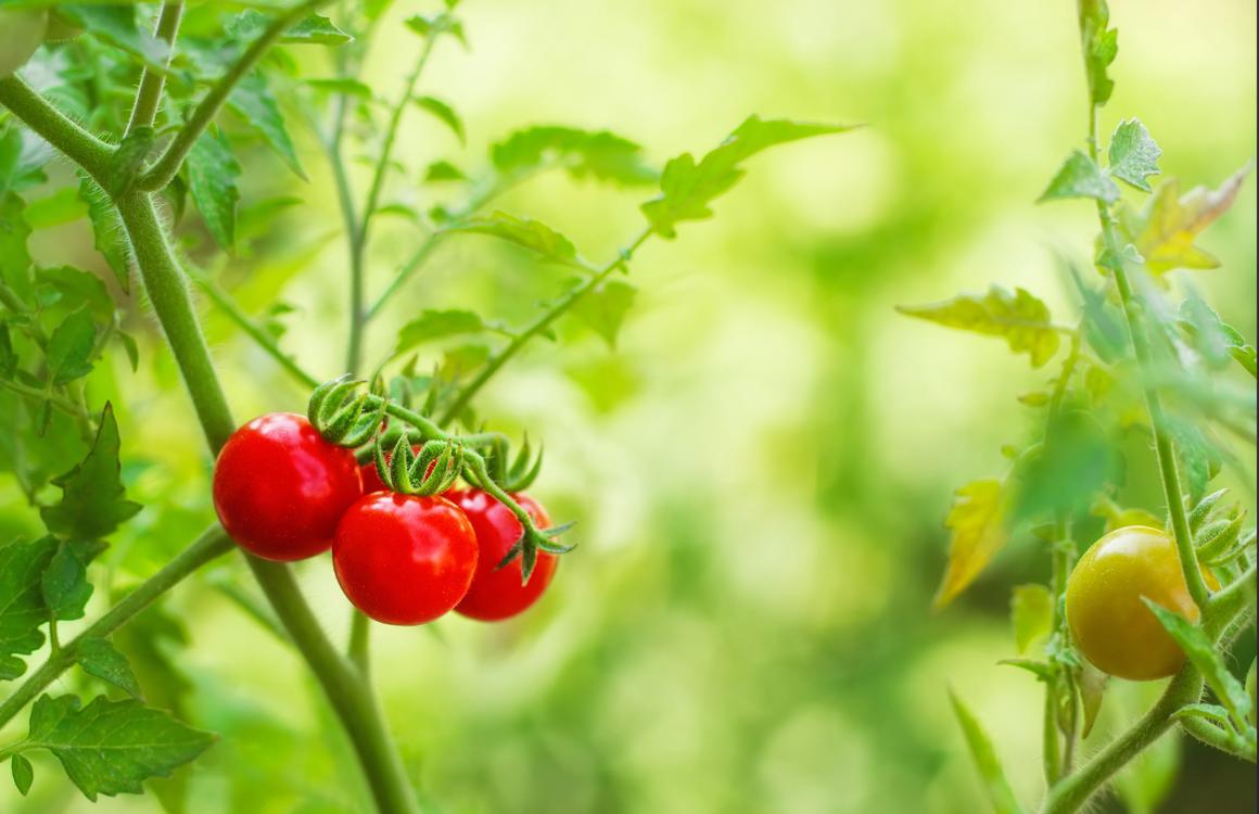 Mein Gemüsegarten: Tomaten