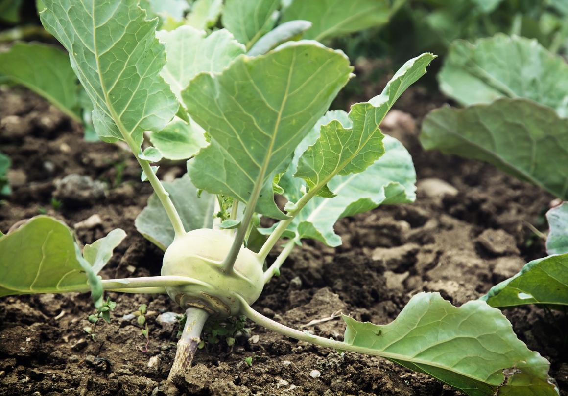 Mein Gemüsegarten: Kohlrabi
