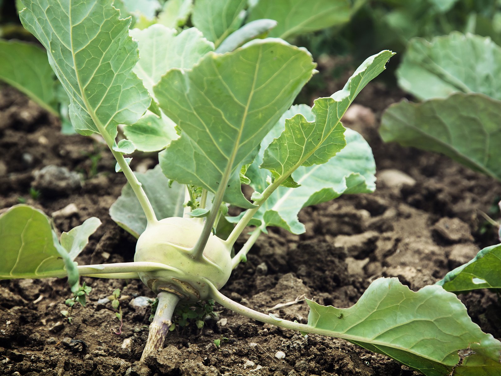 Mein Gemsegarten: Kohlrabi